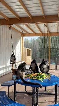 Part 2: Big improvements with spidermonkey Keke which makes our hearts so happy💜