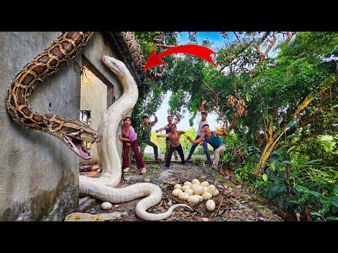 Brave Expert Rescues Young Girl from Giant Python Attack in Abandoned House