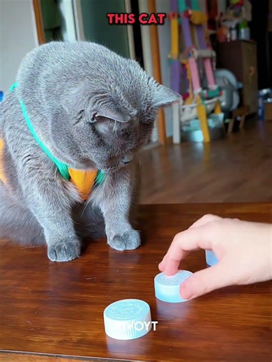 Dogs vs memory game vs Cat 💀 #edit #animal #skulledit #usa