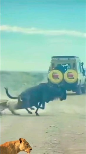 lion falls after being hit by wildebeest