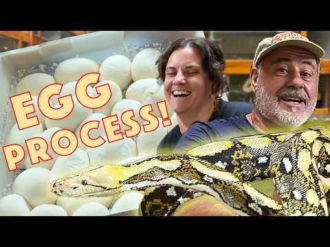Snake Clutch with Juliette: Walking Through the Egg Process