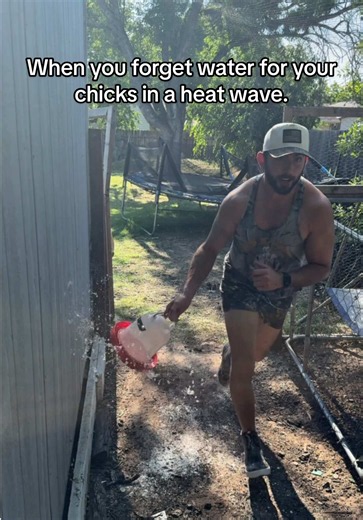 Protect Baby Chicks in Heat: Quick Care Tips
