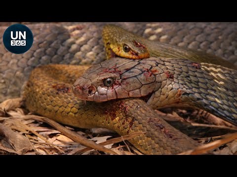 Most Shocking SNAKE Attacks Caught on Camera | Animal Fights