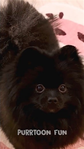 Every DOG Owner Needs To Know This AMAZING Hack Now! 🐶 #Shorts #funny