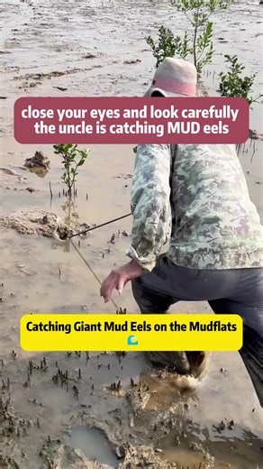 Catching Giant Mud Eels on the Mudflats 🌊 #eel #foraginglife #oceancreatures #sealife #marinelife