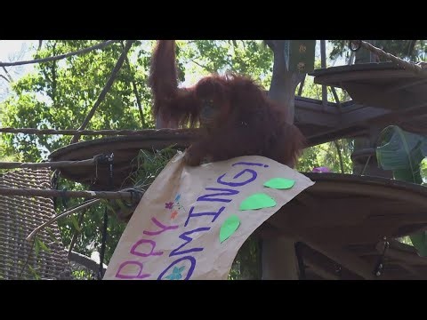 New Orangutan habitat opens at the Sacramento Zoo