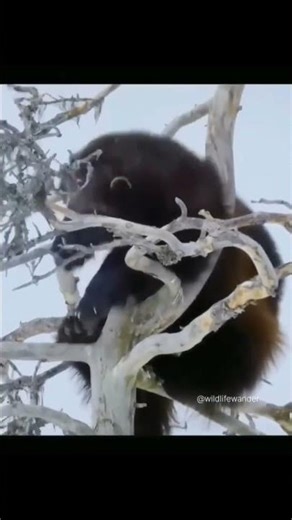 Wolverine climbs tree to escape a pack of wolves