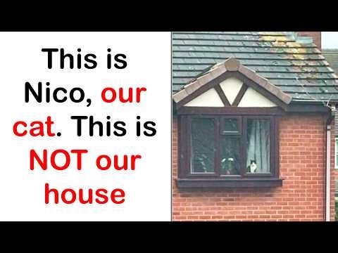 Silly Cat Memes That Are Way Too Cute Not to Laugh At