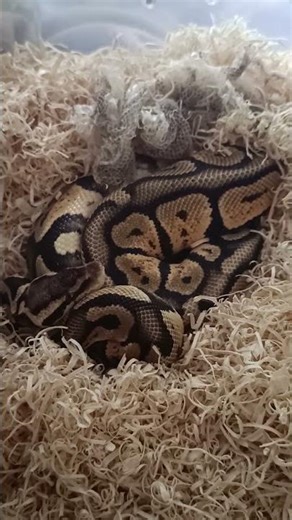 Just Shed! 👀🔥 Fire Orange Dream Chocolate Colors Popping