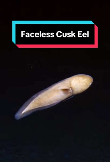 While diving with ROVs 4,900 meters deep on the abyssal plain in Wake Island EEZ, we came across a number of interesting #deepseafish. First is a #FacelessCuskEel (Typhlonus nasus) that eerily floats in front of our cameras before giving chase. These abyssal fish are famous for lacking visible eyes in their bulbous head.