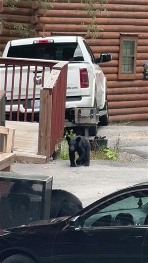 Mama Black Bear and Cubs Wander a Residential Driveway