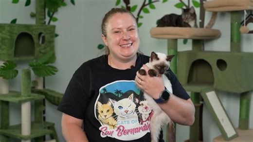 How one backyard stray sparked a mission to save the 'Cats of San Bernardino'