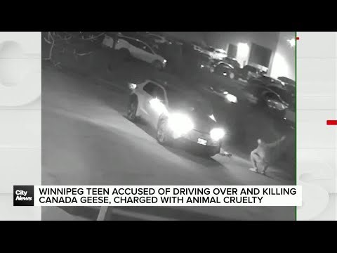 Winnipeg teen accused of fatally running over Canada geese with vehicle