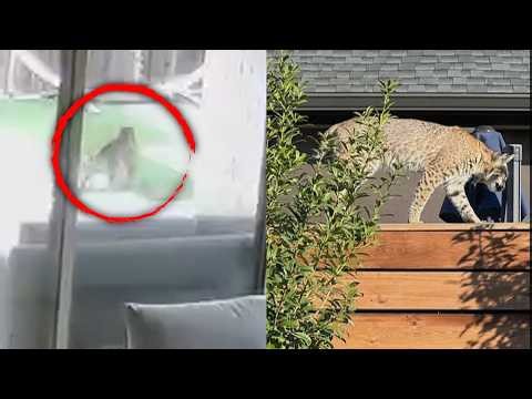 Family Fights Off Bobcat That Snatched Pet Dog