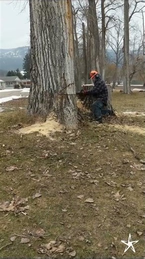 Taking Down a Massive Tree | Precision Ground Cut