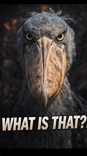 The Strangest Birds Ever Discovered 🐦😱 Evolution Went Wild