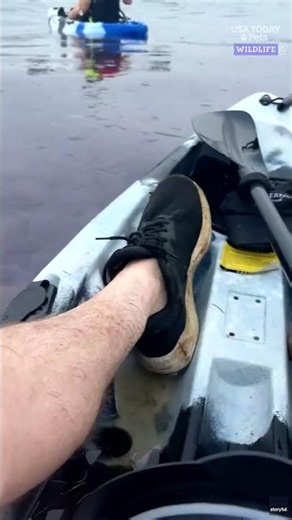 Kayakers paddle into massive jellyfish bloom. See the mesmerizing video.