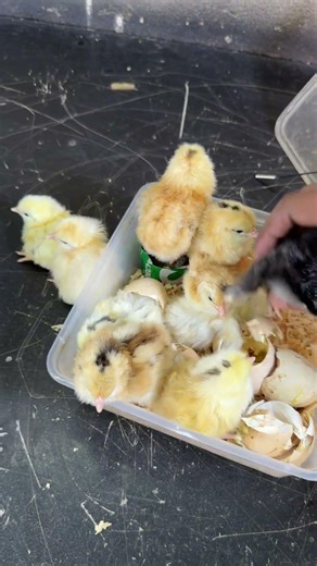 Incredible hatching in bowl incubator