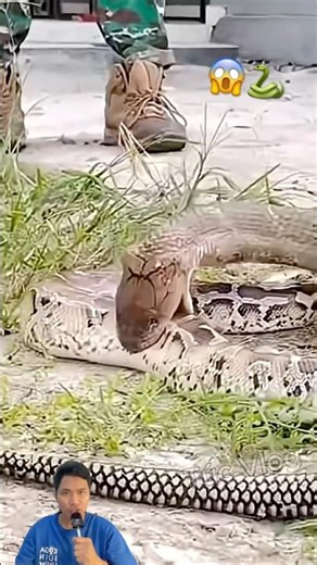 King cobra hunts reticulated python #snake #kingcobra #cobra