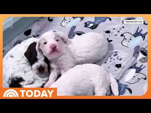 Simple Livestream of Sweet Puppies Becomes Global Obsession