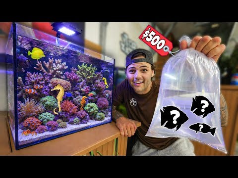 Buying NEW FISH for My SEAHORSE AQUARIUM!!