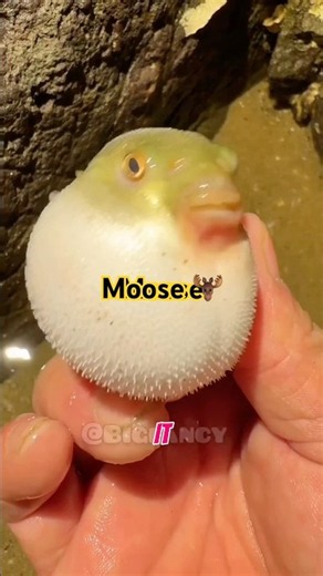 Moose 🫎 Three animals that look completely harmless, but can be deadly. 😱 20M views