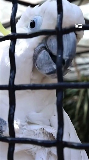 80 साल तक जी सकते हैं तोते [Before World Parrot Day, Koki The Cockatoo Celebrates His 70th Birthday]