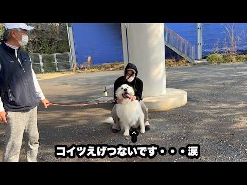 愛犬から無慈悲なる家族内順位を突きつけられる飼い主【三度目の正直編】