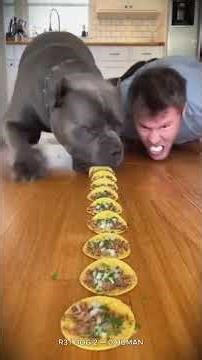 My Dog Broke the Rules Immediately #dogtraining #challenge #shorts