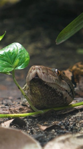 ‘World-first’ cancer treatment saves python | The National