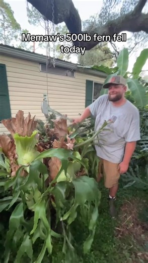 Memaw's 500lb Staghorn Fern Fell: Shade Tree Lift Removal