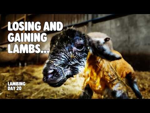 Lambing issues but Calving success!! - Lambing 2026 - Day 20