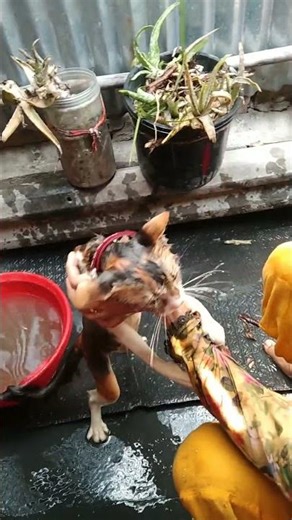 How I Bath & Care My Fluffy Cat 🛁🐱 #fluffycat #catbath #catcare #catgrooming #asmrcat #petvlog #usa