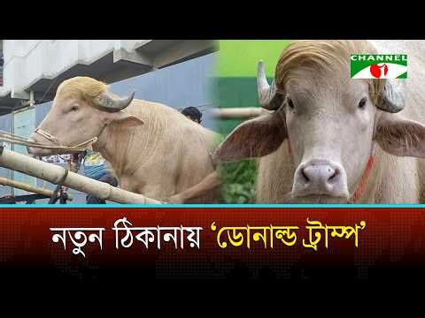 চিড়িয়াখানা ছেড়ে চলে গেলো মহিষ ‘ডোনাল্ড ট্রাম্প’