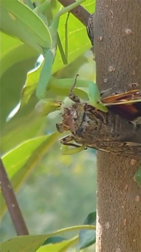 ​Giant Praying Mantis Catching Cicada! 😱 #nature