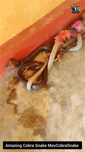 Amazing Cobra Snake Movement! 🐍✨ #CobraSnake #SnakeMovement #NatureBehavior