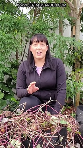 In this video, discover the quickest way to propagate sweet potatoes from cuttings! Learn how to create slips in just weeks, and get ready for a fruitful garden come spring. Perfect for all garden enthusiasts looking to expand their crops. Find unique seeds & plants on my website. Check out my YouTube channel for more gardening tips. #SweetPotatoPropagation #GardeningTips #HomeGardening #GardeningHacks #OrganicFarming
