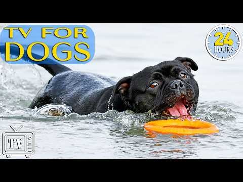 24 Hours of Dog TV: All-Day Anti-Anxiety Music & Boredom-Busting Videos with Calming Music for Dogs