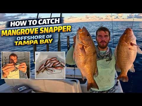 How to Catch Mangrove Snapper Offshore of Tampa Bay, Florida