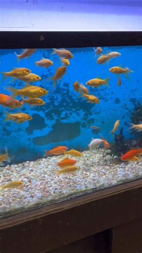 I switched it up a bit. For our movie night, I’ve started to take the twins out on a “store” of their choice, come home, eat dinner, games, karaoke, hot cocoa & a movie. I’m so glad they loved it!! Ethan wanted to find Nemo 😩😩😭😭 I could’ve cried. Also- the employee at the store was standing their laughing and said - “I can’t help but want to photobomb them” and you KNOW I was with it 😂😂😂 #fyp #petstoreemployee #boygirltwins #ditl #momsover40 | LaKesha Reese