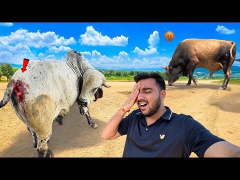 Jersey Bull Attack Again🐂😳Purani Chot Se Phir Khoon