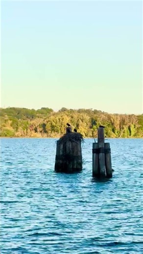 Cormorants on the Potomac • Quiet Afternoon in Old Town Alexandria #shorts