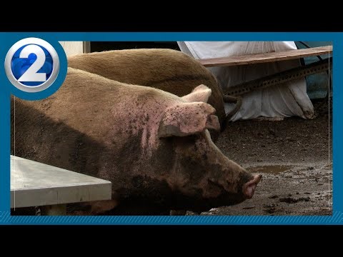 Recovery efforts in Waianae for public and private land