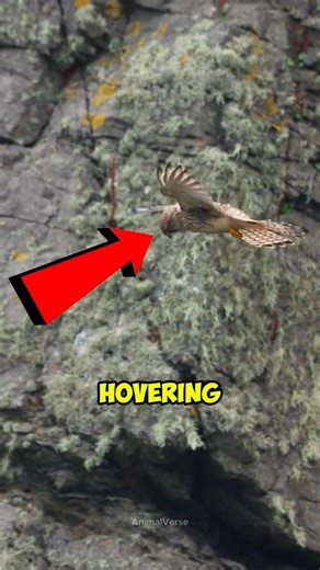 How Does This Bird Stay Still in the Sky?! 😳 #kestrel #birds #animalfacts #animals