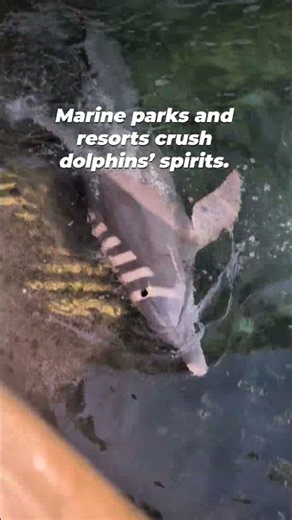 Dolphins in Captivity: Why You Should Never Visit Marine Parks or Resorts that Confine Animals