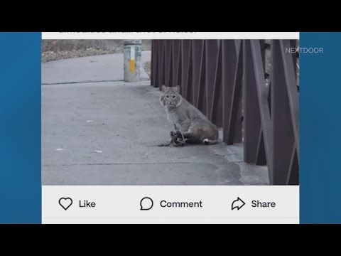 Injured bobcat in North Texas park sparks outrage over use of leg-hold traps