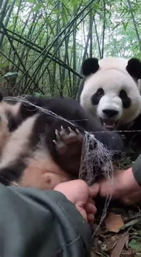Hands Peeling Netting in a Tight Forest Thicket