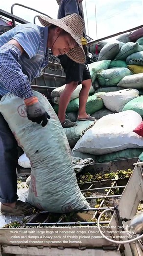 Peanut Processing: Farmers Empty Sacks of Fresh Peanuts into a Mechanical Thresher
