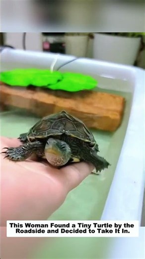 This Woman Found a Tiny Turtle by the Roadside and Decided to Take It In, then...