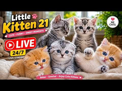 🐱 Cute Baby Kittens LIVE 24/7 😻 Funny Cat Moments & Sweet Meows